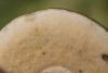 leccinum-variicolor_14_t1.jpg