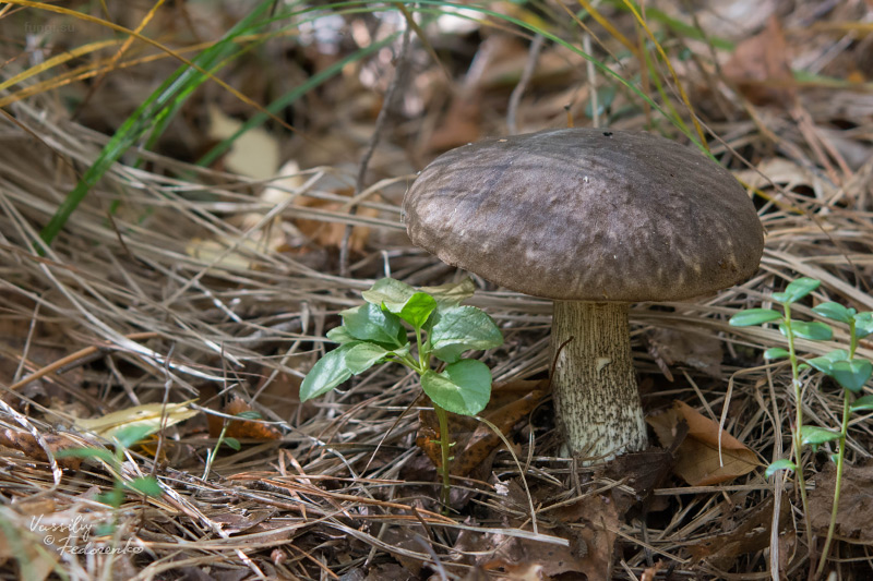 leccinum-variicolor_15.jpg