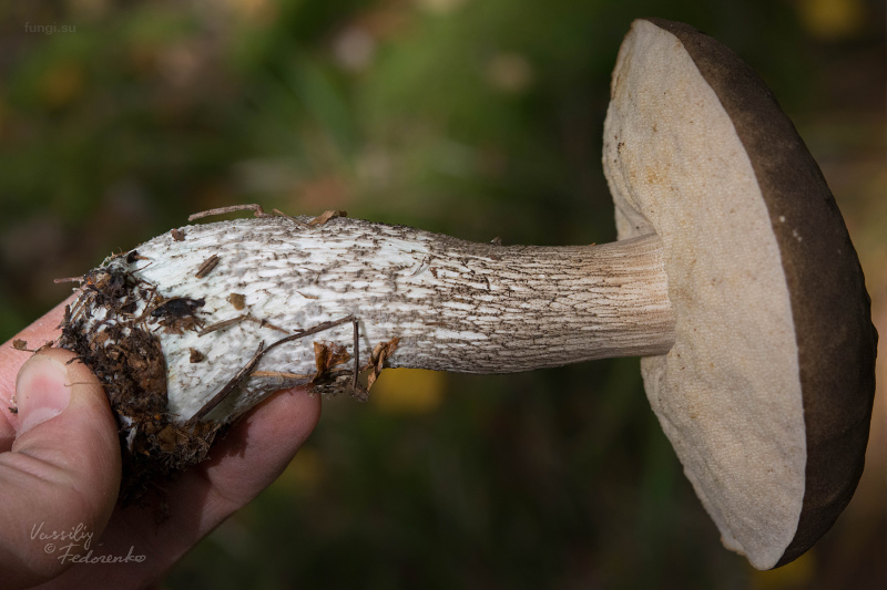 leccinum-variicolor_16.jpg