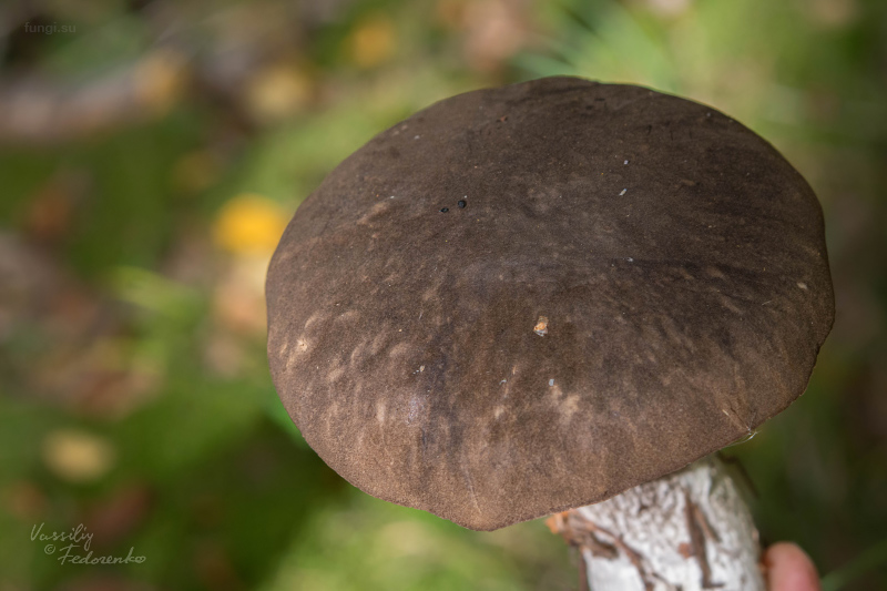leccinum-variicolor_17.jpg