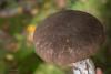 leccinum-variicolor_17_t1.jpg