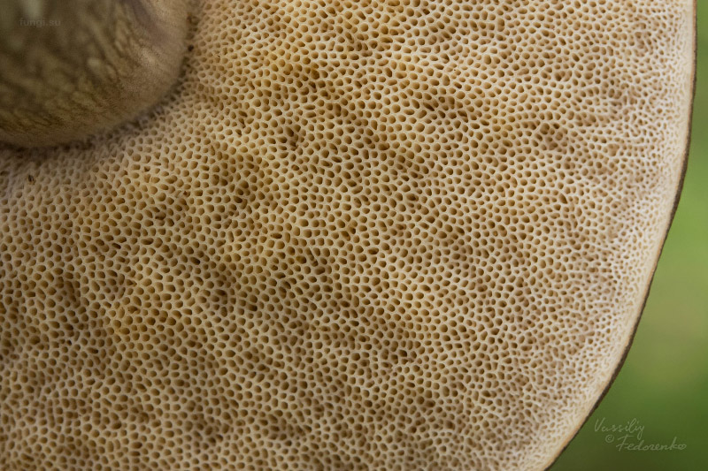 leccinum-variicolor_18.jpg