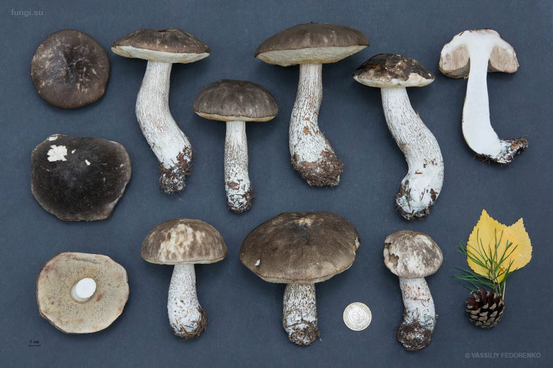 leccinum-variicolor_20.jpg