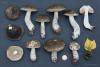 leccinum-variicolor_20_t1.jpg