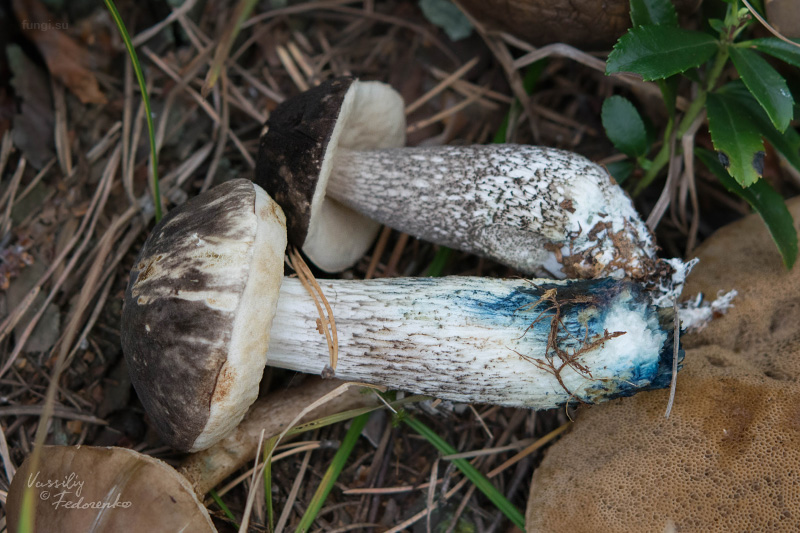 leccinum-variicolor_21.jpg