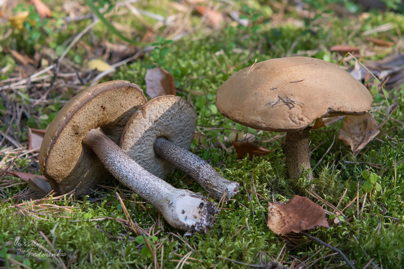 leccinum-versipelle_01.jpg