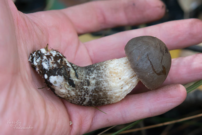 leccinum_02.jpg