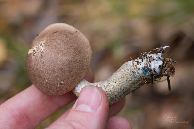 leccinum_03_1.jpg
