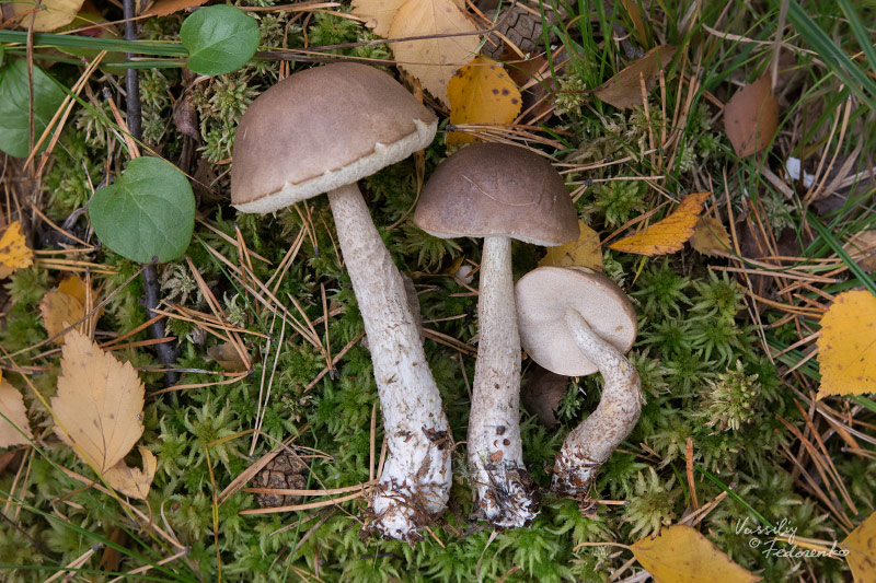 leccinum_04_1.jpg