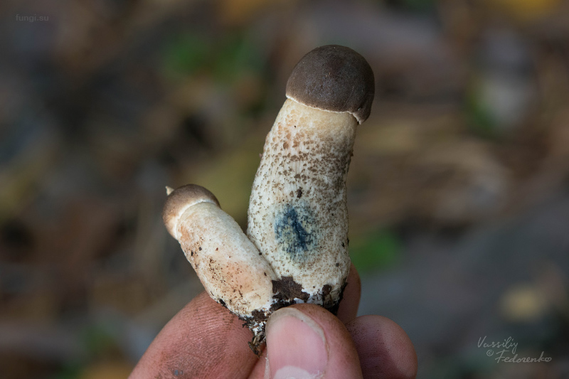leccinum_05.jpg