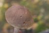 leccinum_07_t1_1.jpg