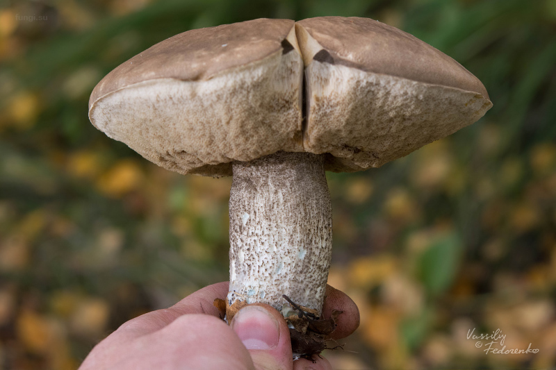 leccinum_09.jpg