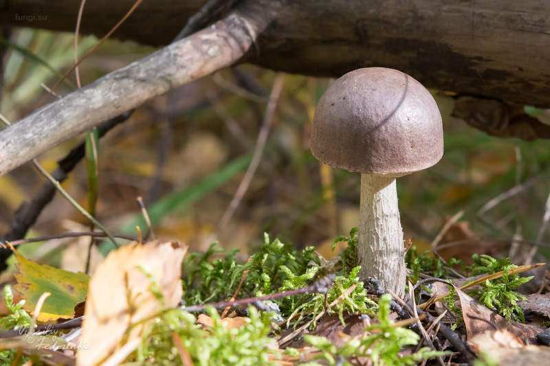 leccinum_09_1.jpg