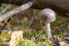 leccinum_09_t1_1.jpg