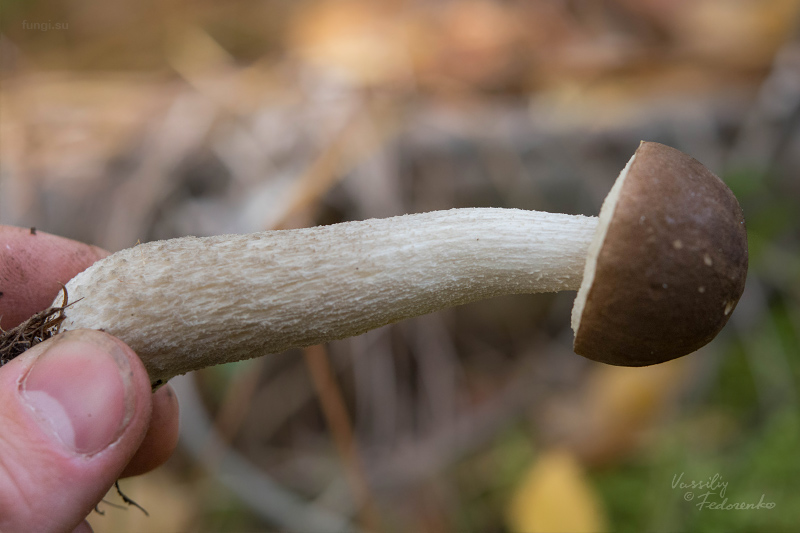 leccinum_12_1.jpg