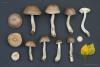leccinum_13_t1.jpg