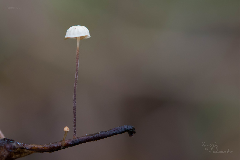 marasmius-epiphyllus_01.jpg