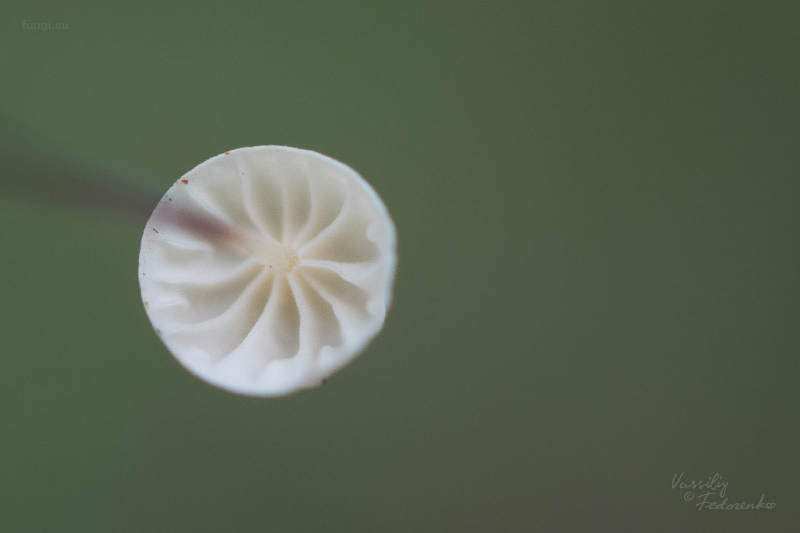 marasmius-epiphyllus_02.jpg