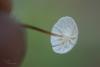 marasmius-epiphyllus_02_t1_1.jpg