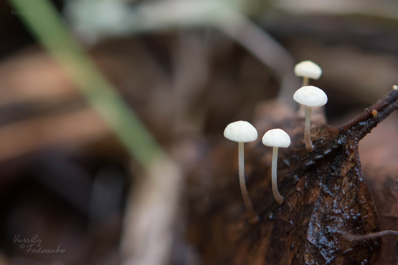 marasmius-epiphyllus_03.jpg