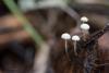 marasmius-epiphyllus_03_t1.jpg
