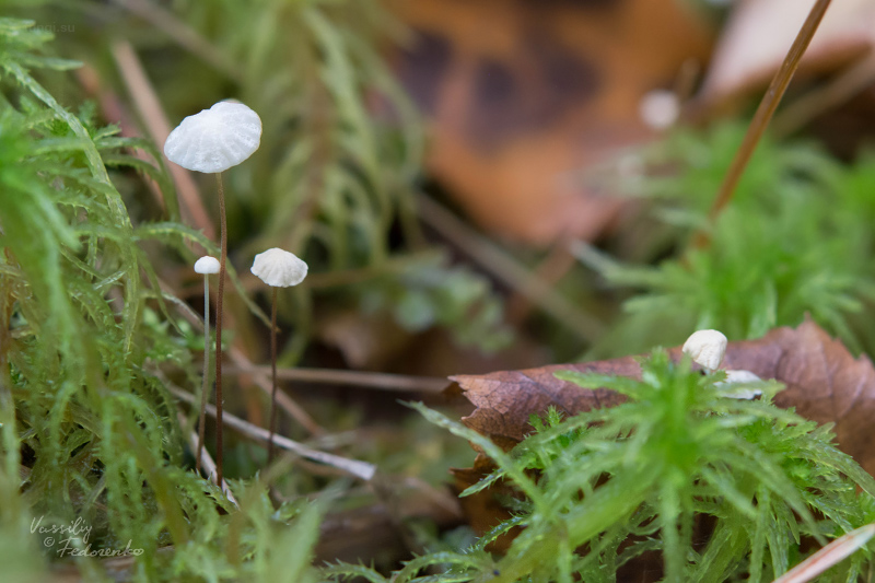 marasmius-epiphyllus_04.jpg