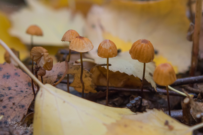 marasmius-siccus_01.jpg