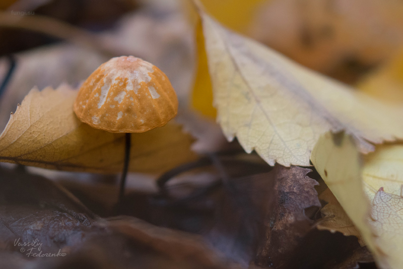 marasmius-siccus_02.jpg