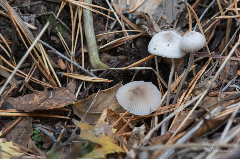 mycena_01_1.jpg