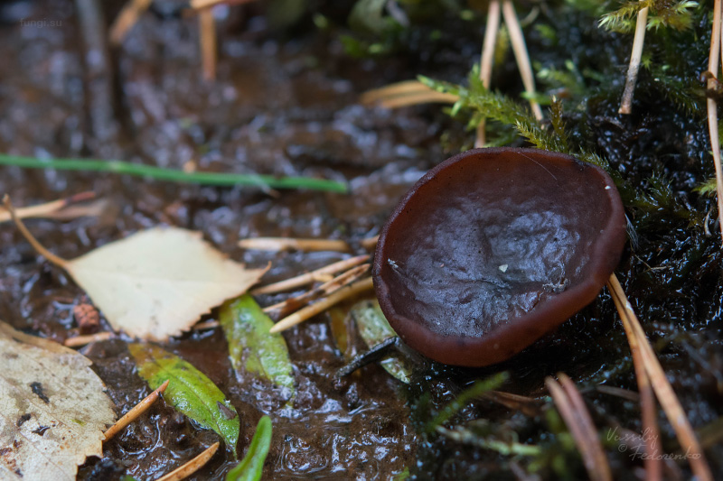 peziza_limnaea_01.jpg