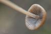 psathyrella_05_t1.jpg