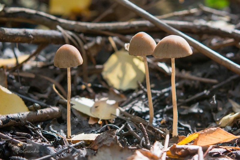 psathyrella_06.jpg