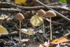 psathyrella_06_t1.jpg