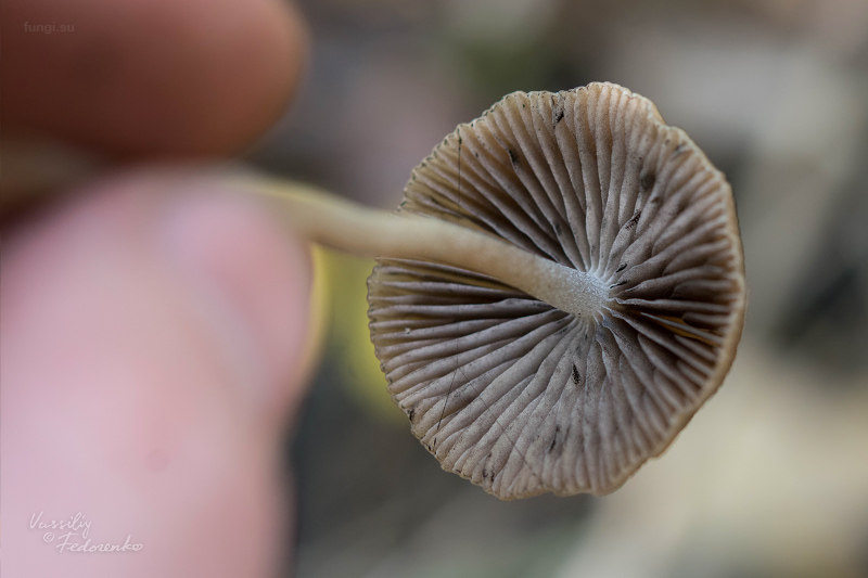 psathyrella_08.jpg