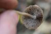 psathyrella_08_t1.jpg