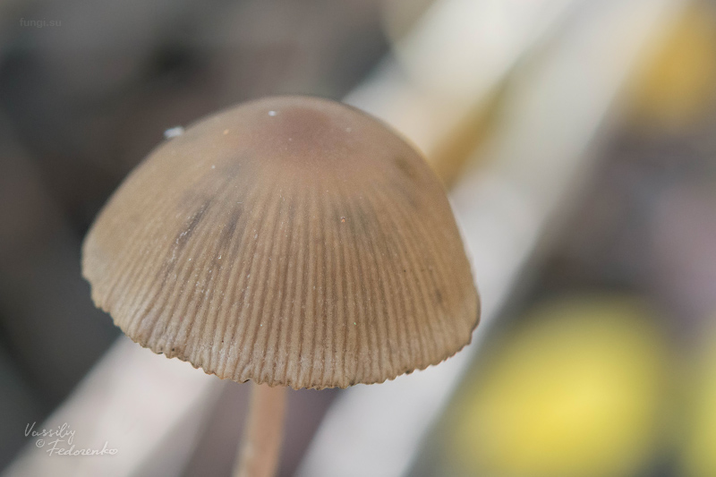 psathyrella_09.jpg