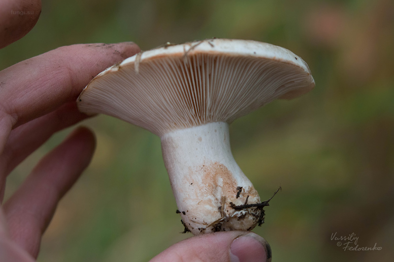 russula-acrifolia_02.jpg