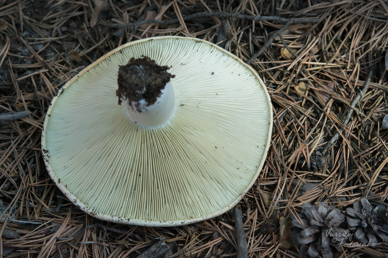 russula-chloroides_02.jpg