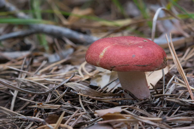 russula-sanguinea_01.jpg