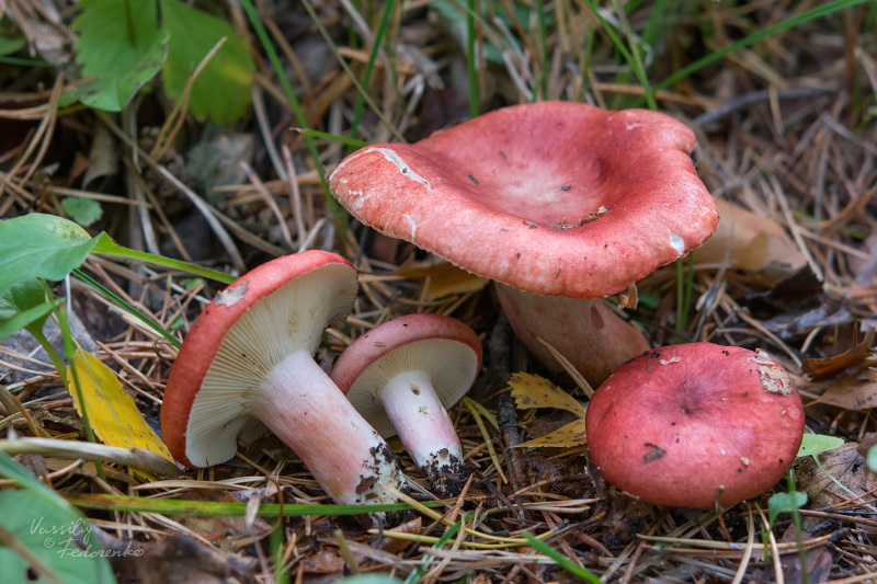 russula-sanguinea_01_1.jpg
