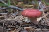 russula-sanguinea_01_t1.jpg