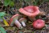 russula-sanguinea_01_t1_1.jpg