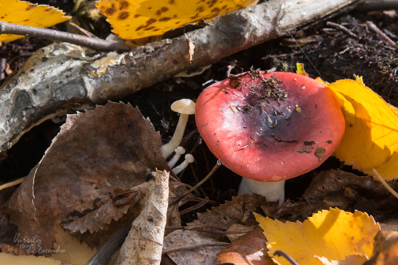 russula_01.jpg