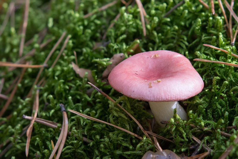 russula_01_1.jpg