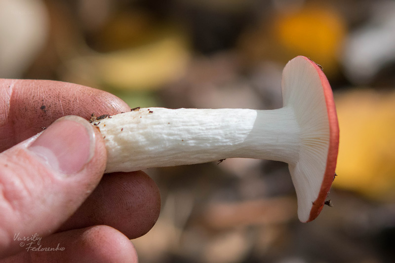 russula_02.jpg