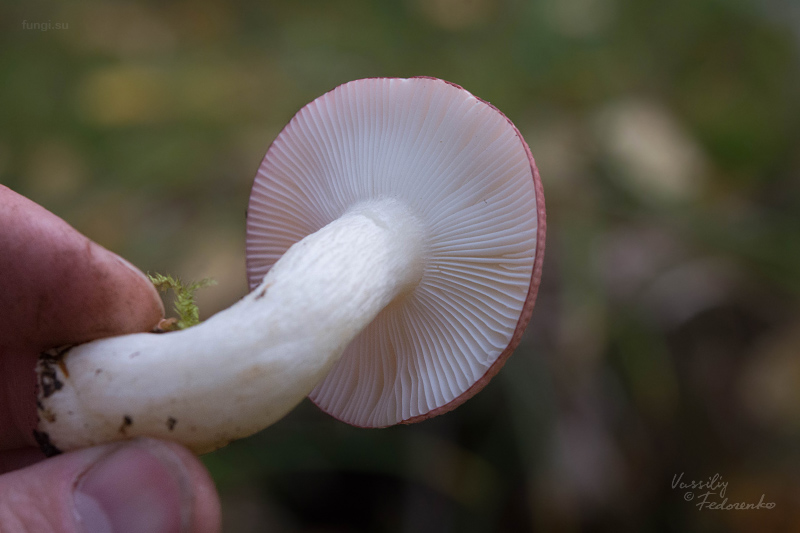 russula_02_1.jpg