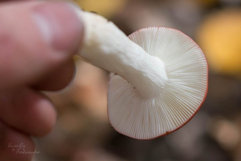russula_03.jpg