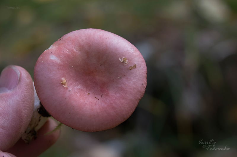 russula_03_1.jpg