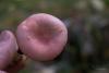 russula_03_t1_1.jpg