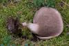 sarcodon-squamosus_02_t1.jpg